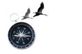 Round compass and migratory birds isolated on white background