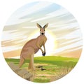 Round composition. Big red kangaroo at sunset. Macropus rufus