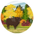 Round composition. European bison Bison bonasus stand in front of an autumn vibrant mixed forest. European wood bison Royalty Free Stock Photo