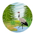 Round composition. Gray Crane in a forest swamp. Common crane or Grus grus or Eurasian crane. Wildlife of America and Europe