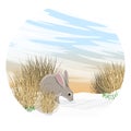 Round composition. Gray hare Lepus europaeus on the snow near the dry grass and snowdrops. Spring in Europe and America. Wild anim