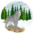 Round composition. A gray wolf howls standing in a mountain valley with snow and firs. Royalty Free Stock Photo