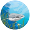 Round composition. The great whale shark Rhincodon swims in the water with green algae and tropical fish.