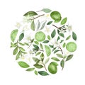 Round composition of hand drawn lime flowers, limes, leaves and lime tree branches
