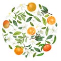 Round composition of hand drawn mandarin flowers, mandarins leaves and mandarin tree branches