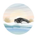 Round composition. A harp seal with puppy lies on the shores of the Arctic Ocean with Dry winter grass at dawn. Arctic Mammal anim Royalty Free Stock Photo