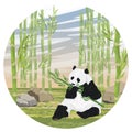 Round composition. A large panda nibbles on a juicy stalk of bamboo. Asian animals. Bamboo grove. China