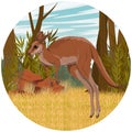 Round composition. A large red kangaroo jumps over tall dry grass in Australia.