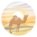 Round composition. A one-humped Arabian camel stands in the desert against the background of sand dunes and sunset. The dromedary Royalty Free Stock Photo