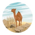 Round composition. A one-humped camel stands near stones and bushes in the desert.