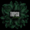 Round concept composition with tropical plants. Natural Realistic Green Palm Leaf Tropical Background urban jungle Royalty Free Stock Photo