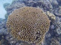 Round coral on sea bottom, underwater photo. Coral reef detail. Tropical sea marine life. Exotic aquarium background. Royalty Free Stock Photo