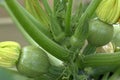 round courgettes Royalty Free Stock Photo