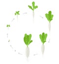 Round crop Daikon growth stages. Planting of long white winter radish plant. Circular Daikon life cycle. Vector