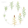 Round crop stages of Sorghum. Circular growing Sorghum planting. Harvest growth grain Sorghum. Life cycle. Vector flat