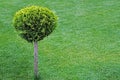 Round cut bush on a green lawn