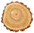 Round cut of robinia black locust tree