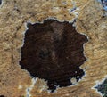 round cut of a stump with a beautiful pattern
