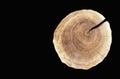 Round cut of a tree with growth rings on a black background. Cross section of a tree trunk