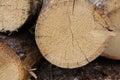 Round cut of wood, cut a tree trunk in a spring forest. Slivers. Cut down trees. Wooden logs and wood chips Royalty Free Stock Photo