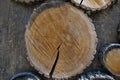 Round-cut wooden stumps on the surface