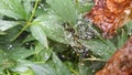 Round dew drops on cobweb on blurred background