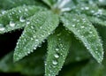 Round dew drops on green plant leaves