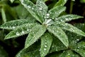 Round dew drops on green plant leaves