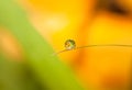 Round Dewdrop (Droplet) with flower reflection on little leaf