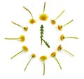Round dial of yellow dandelion flowers and green foliage on white isolated background. 5 o`clock concept Royalty Free Stock Photo
