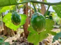 round eggplant fruit that is still green Royalty Free Stock Photo