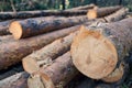 round ends of trees cut down in a forest area Royalty Free Stock Photo