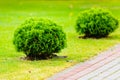 Round evergreen shrubs growing on green lawn