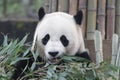 Bao Bao, Fluffy Giant Panda Cub in China