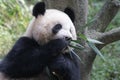 Fluffy Giant Panda Cub in Chongqing, China