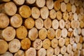 Round firewood texture. Pile of wood logs ready for winter Royalty Free Stock Photo