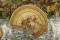 Large Mushroom Growing On Old Trunk