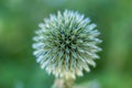 Round flower bud closeup in the field