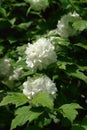 The round flower clusters of Viburnum opulus `Roseum` European Cranberrybush, Guelder Rose, Cramp Bark in the garden Royalty Free Stock Photo