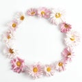 Round flower frame. composition pink chrysanthemums on a white background.minimal concept, flat lay, square frame