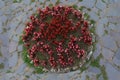 Round flowerbed texture surrounded by stone pavement top view background Royalty Free Stock Photo