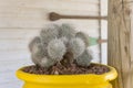 Round fluffy cacti in pots close . Fluffy cactus with a yellow pot Royalty Free Stock Photo