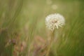 Round fluffy dandelion flower grow in green graass Royalty Free Stock Photo