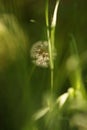 Round fluffy dandelion flower grow in green grass
