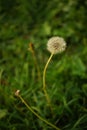 Round fluffy dandelion flower and old other grow in green grass