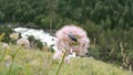 Round fluffy flower with a bug on small petals. In the background there is a mountain river and a forest