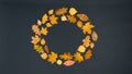 Round frame of beautiful autumn yellow and brown maple, oak and birch leaves. Black background Royalty Free Stock Photo