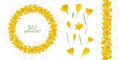 Round frame with beautiful yellow crocuses. Vector set of flower elements.