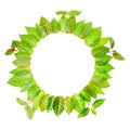 Round frame of fresh green leaves with twig is isolated on white Royalty Free Stock Photo