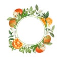 Round frame of hand drawn blooming mandarin tree branches, mandarin flowers and mandarins